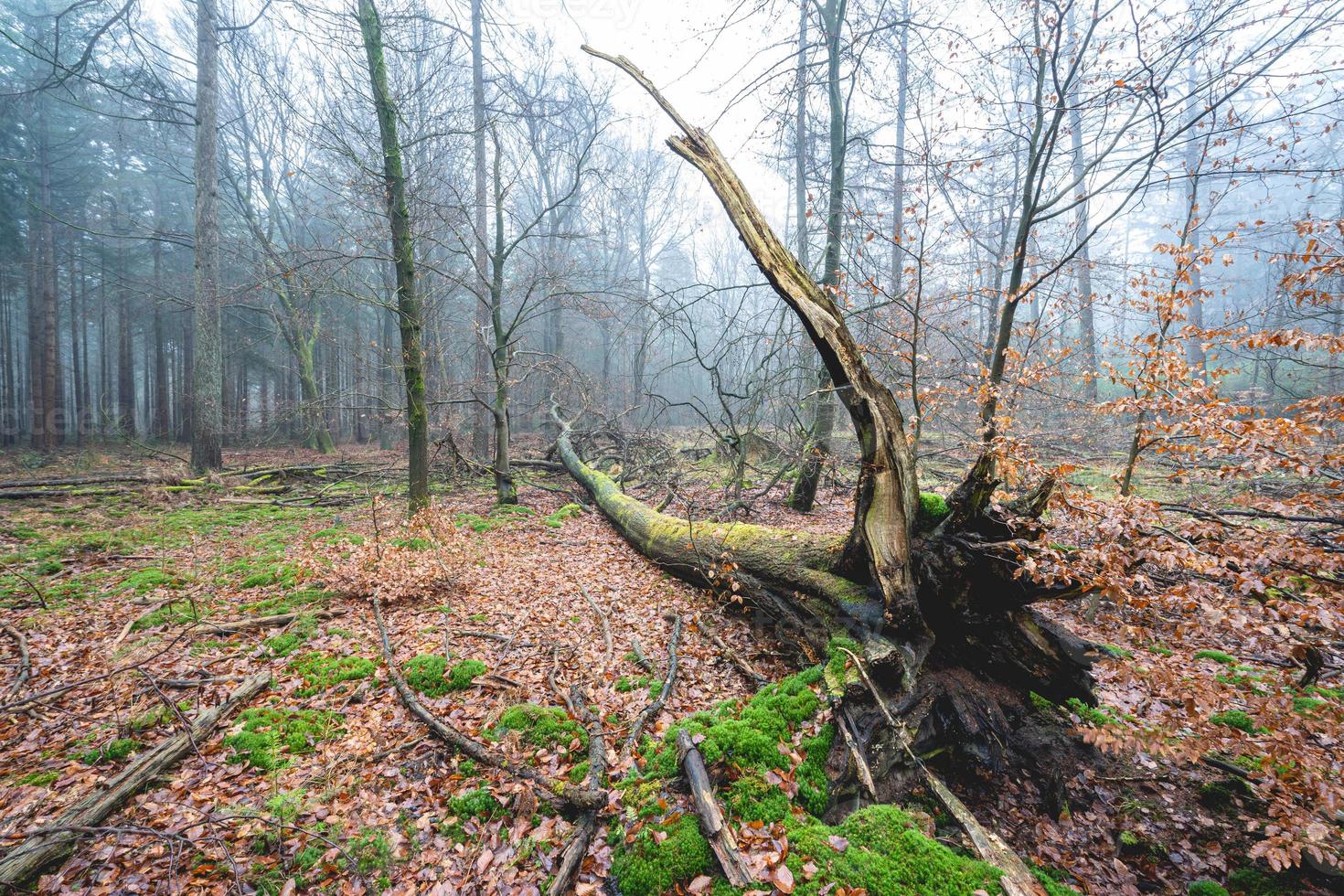 dia de neblina na floresta na holanda, speulderbos veluwe. foto