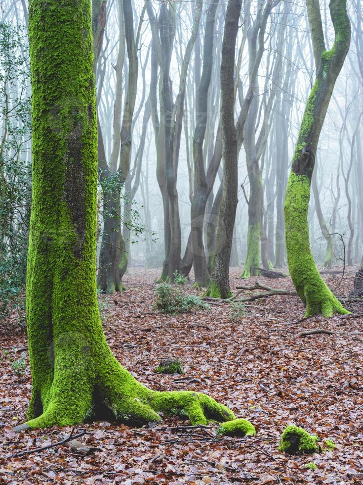 dia de neblina na floresta na holanda, speulderbos veluwe. foto