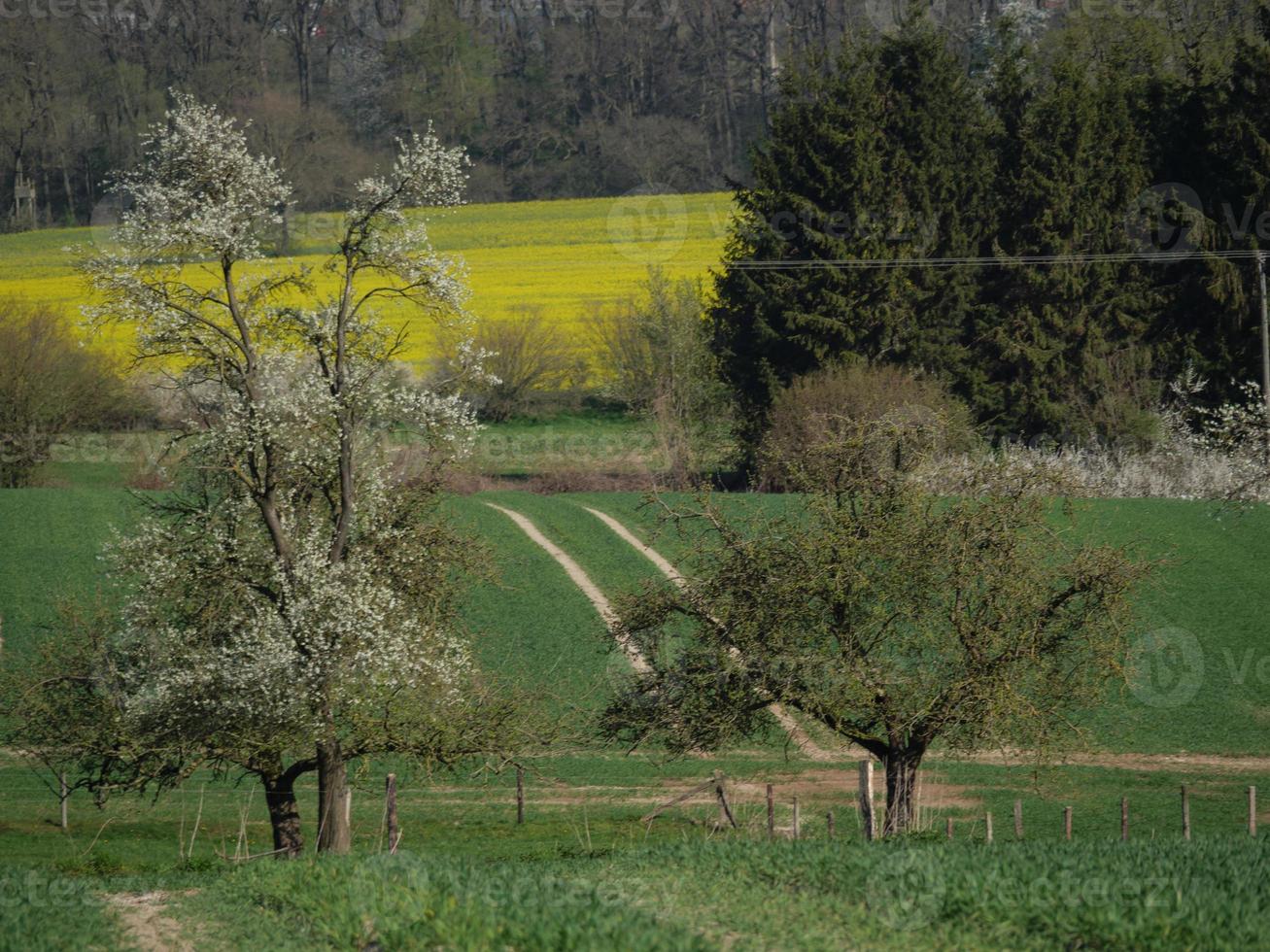 primavera no baumberge alemão foto