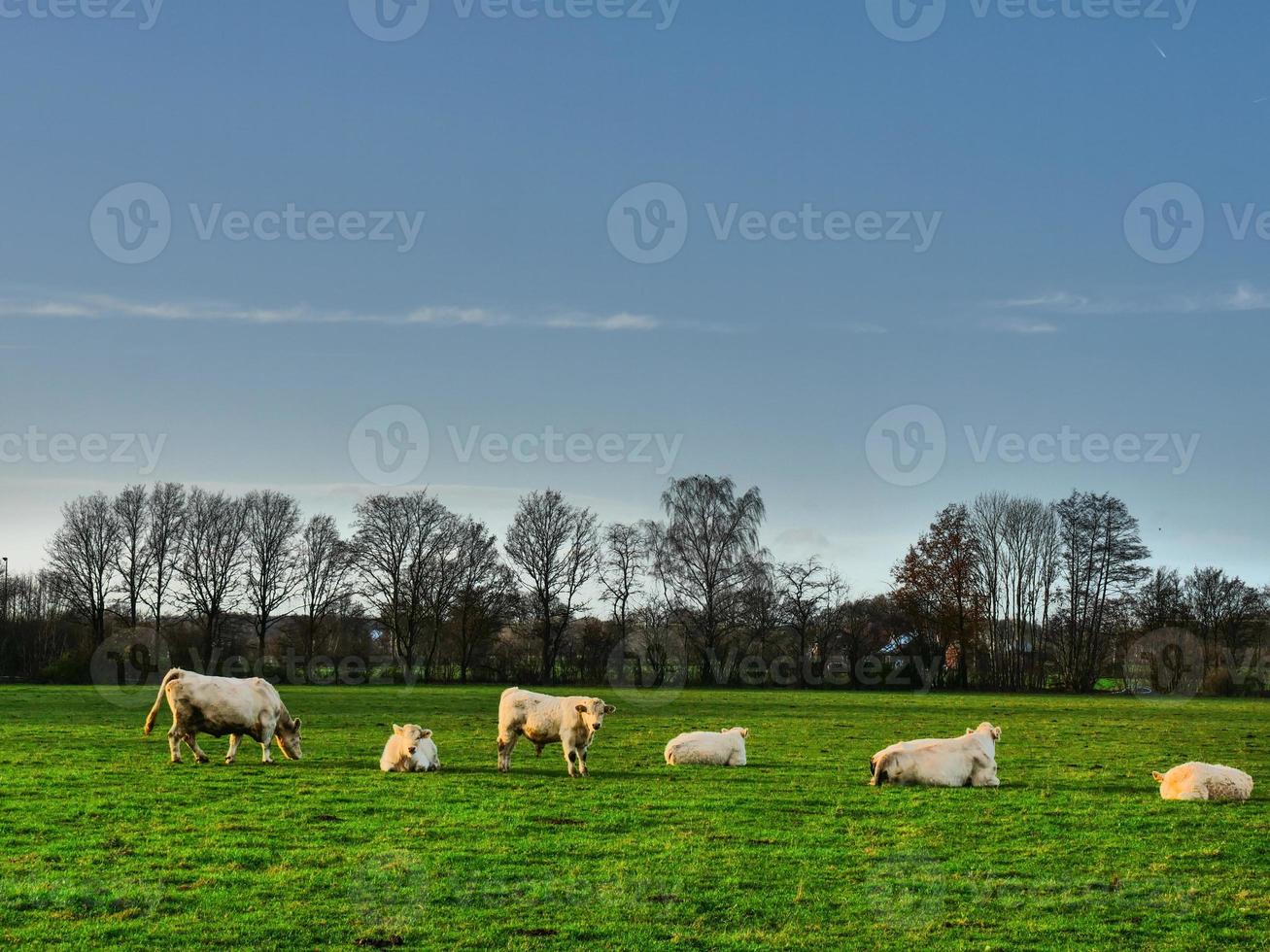 vacas em um prado na Westphalia foto