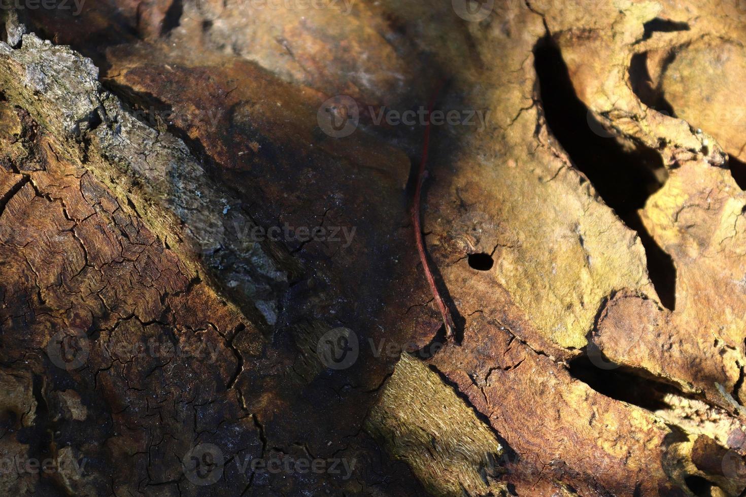 feche na textura de casca de árvore muito detalhada em alta resolução. foto