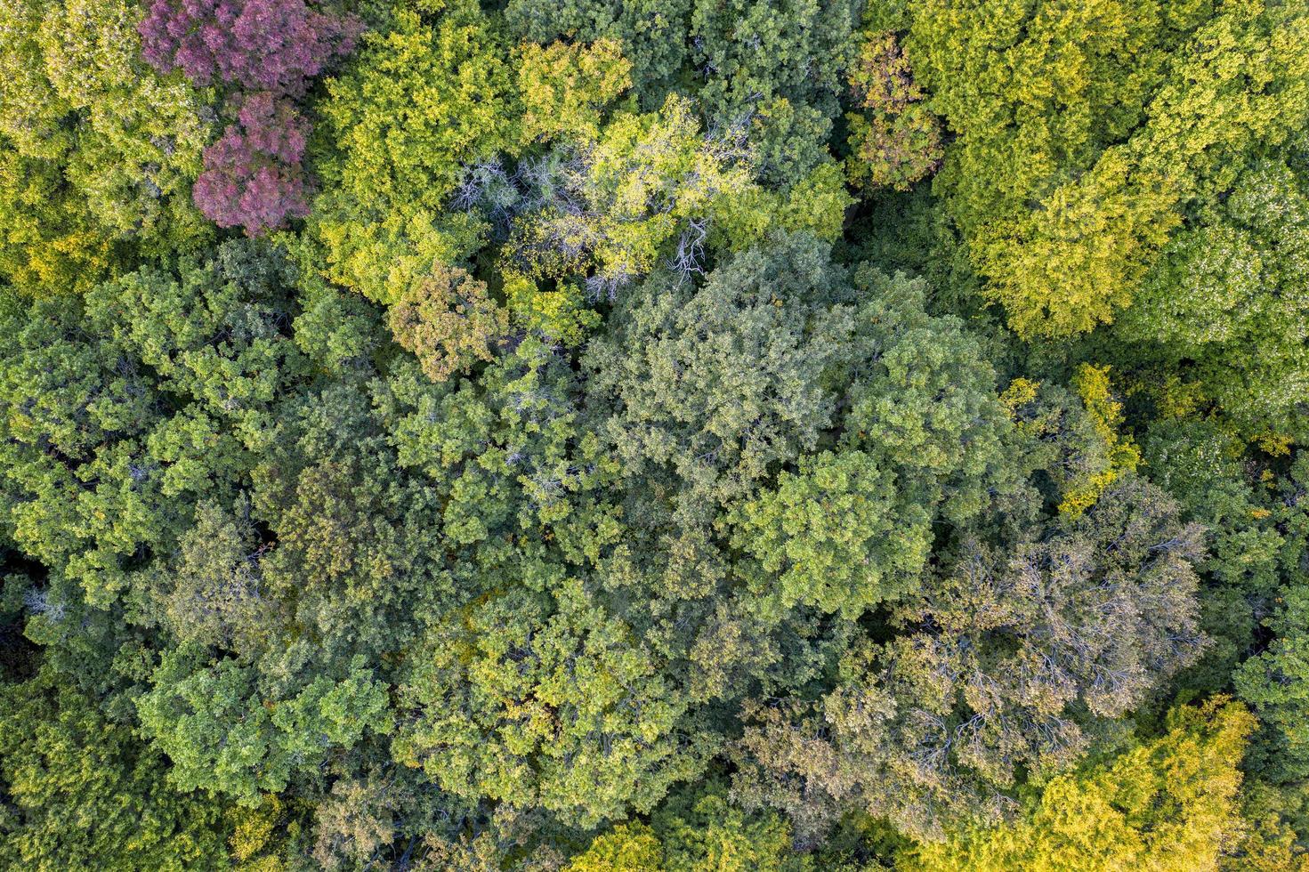 floresta de cores de outono. vista aérea de um drone sobre árvores coloridas de outono na floresta. foto