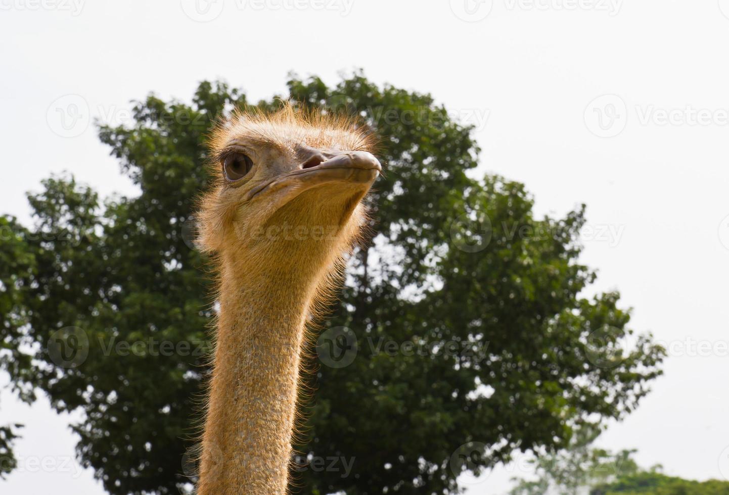 closeup avestruz na natureza foto