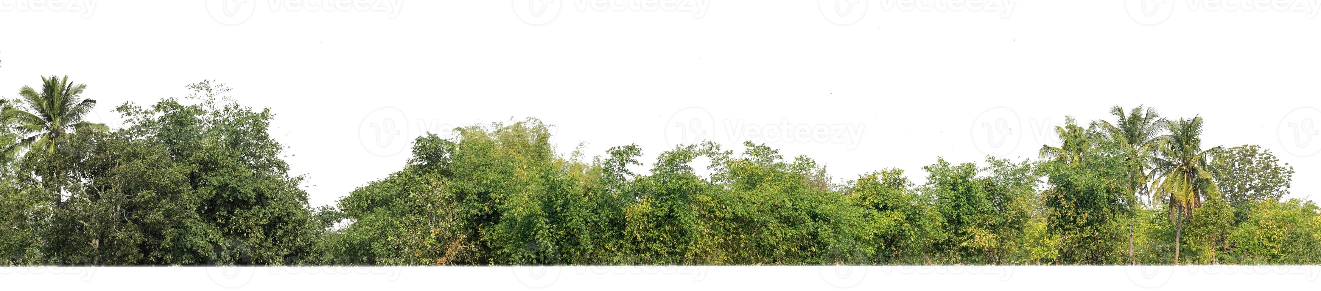 árvores verdes isoladas em fundo branco são floresta e folhagem no verão para impressão e páginas da web com caminho de corte e canal alfa foto