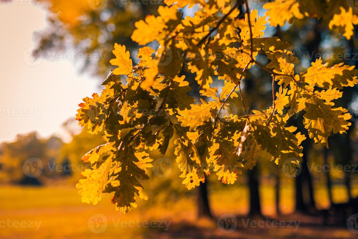 resumo suave foco pôr do sol carvalho folhas paisagem de amarelo dourados floresta quente pôr do sol amanhecer tempo. natureza de outono tranquila closeup e fundo de floresta turva. folhagem da natureza idílica, cênica tranquila foto