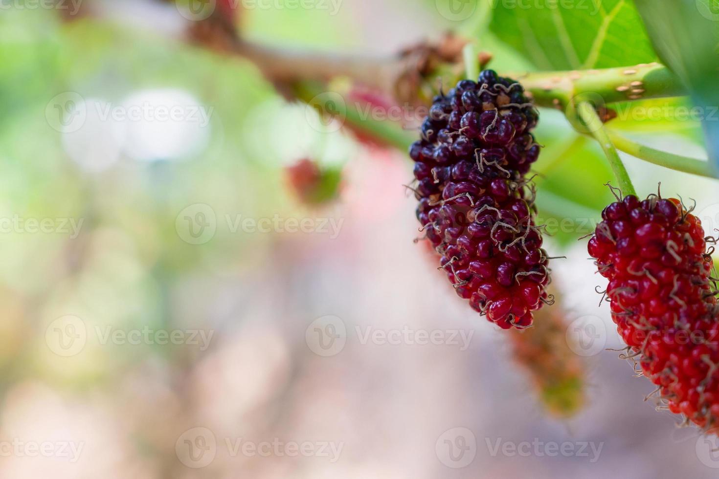 frutas frescas de amora vermelha no galho de árvore foto