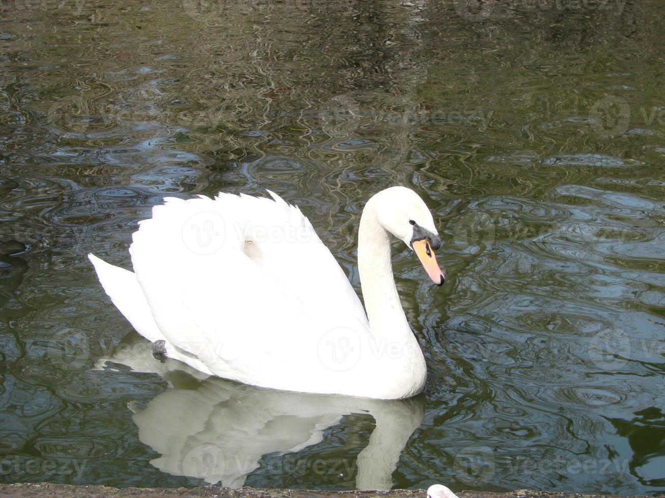 cisne branco no lago nevoento ao amanhecer. luzes da manhã. fundo romântico. lindo cisne. cygnus. foto