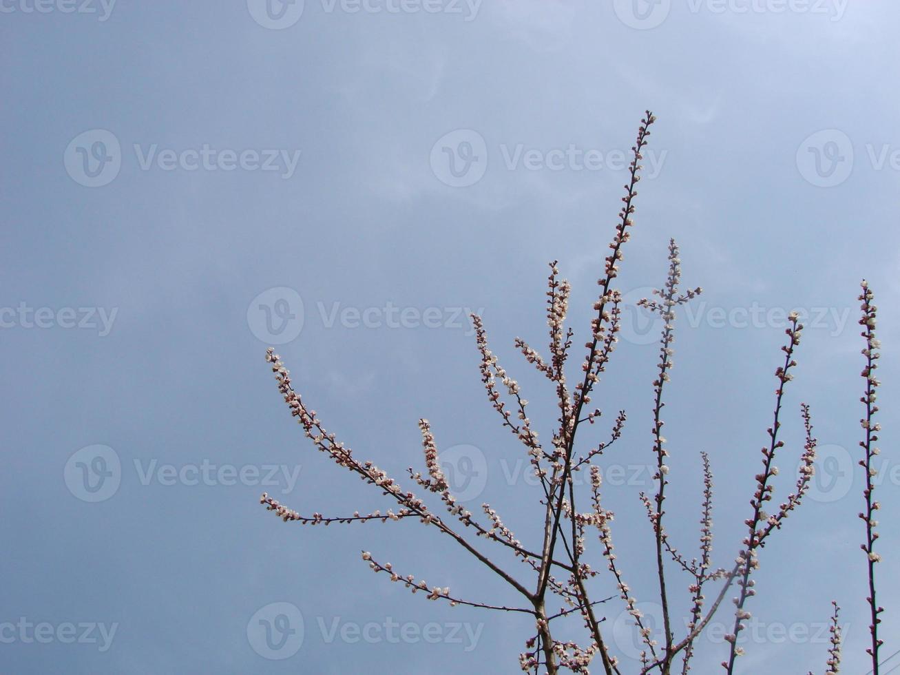 fundo de flor de primavera. bela cena da natureza com árvore florescendo e reflexo do sol. dia ensolarado. flores da primavera. foto
