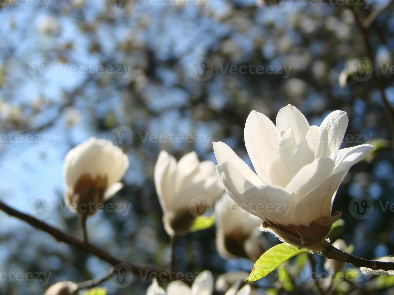 flor de magnólia branca contra o céu close-up foto