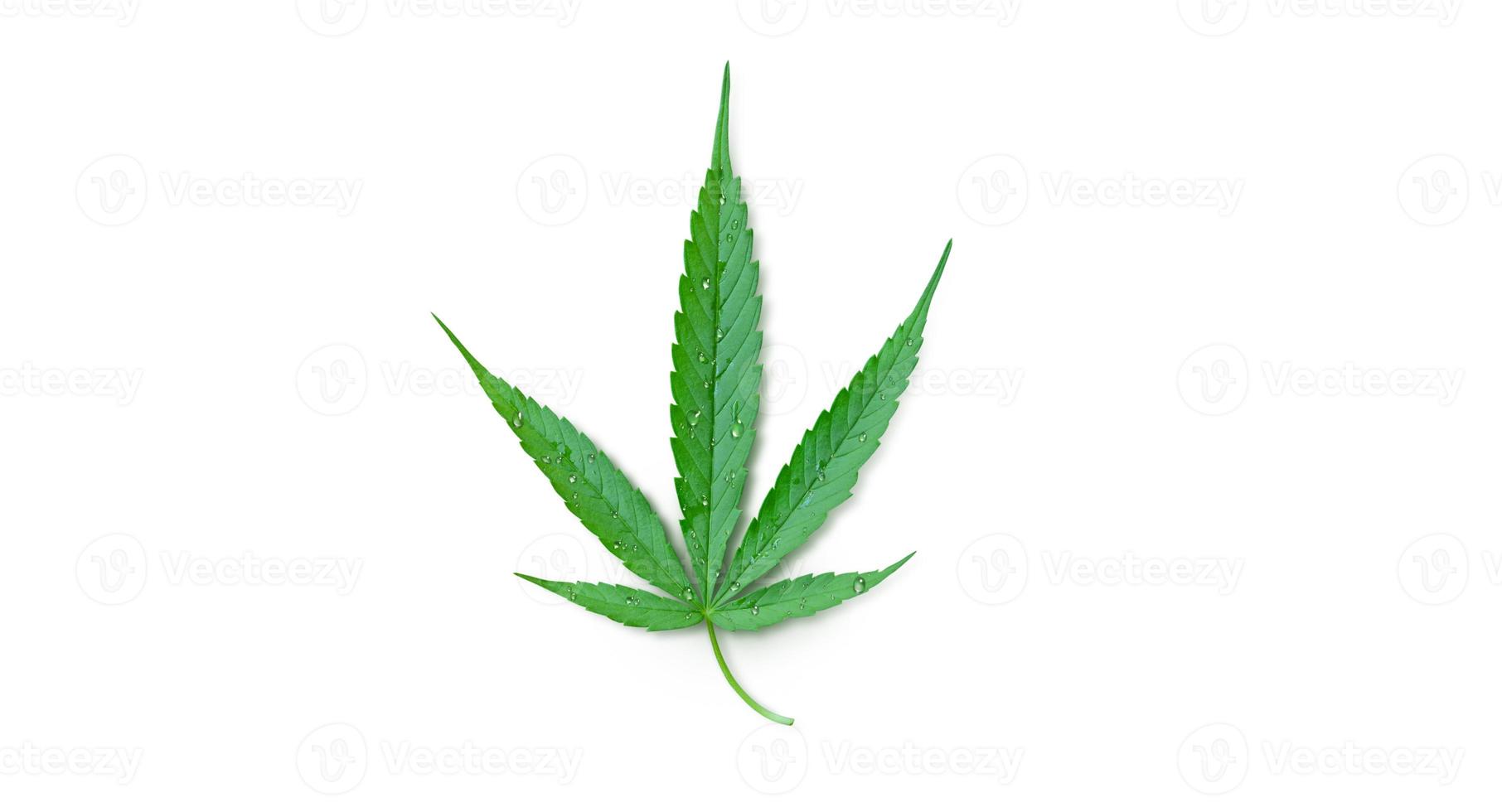 folha de cannabis com gotas de água isoladas no fundo branco foto