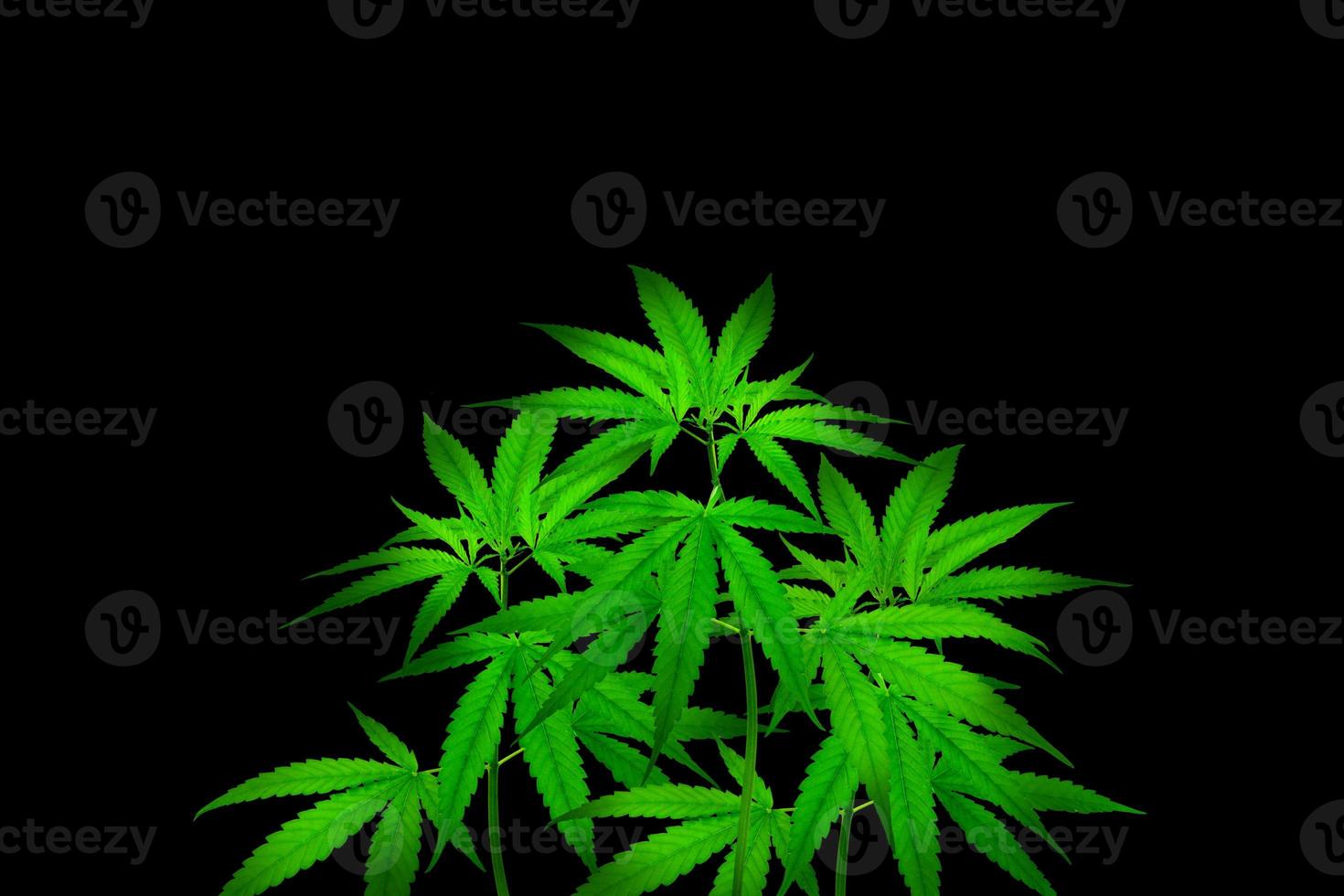 planta de cannabis isolada em um fundo preto foto