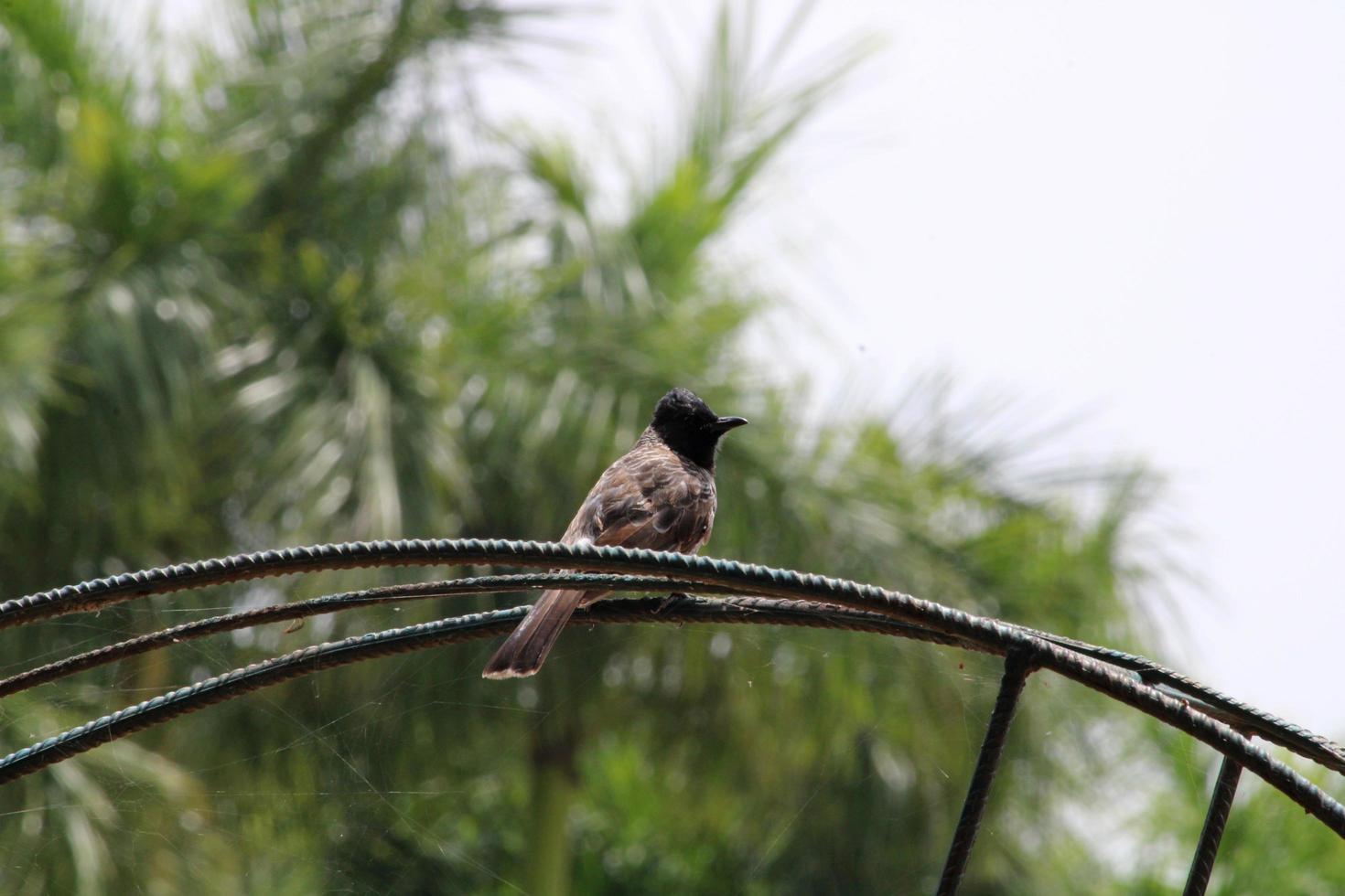 pássaro bulbul vermelho ventilado. foto