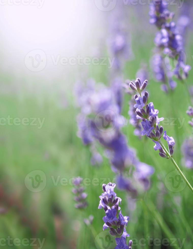 campos de lavanda florescem em hokkaido japão para relaxar no verão ou na primavera. foto