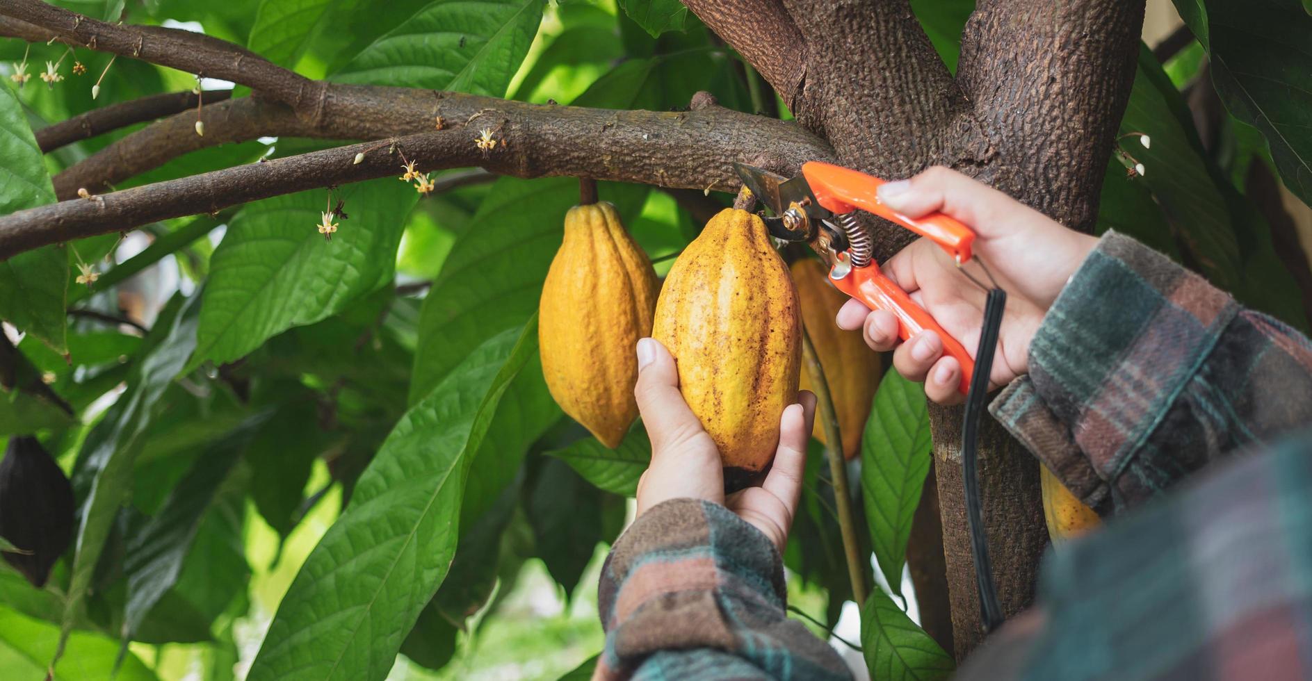 mãos de close-up de um agricultor de cacau usam tesouras de poda para cortar as vagens de cacau ou frutos de cacau amarelo maduro da árvore de cacau. colheita que o negócio de cacau agrícola produz. foto