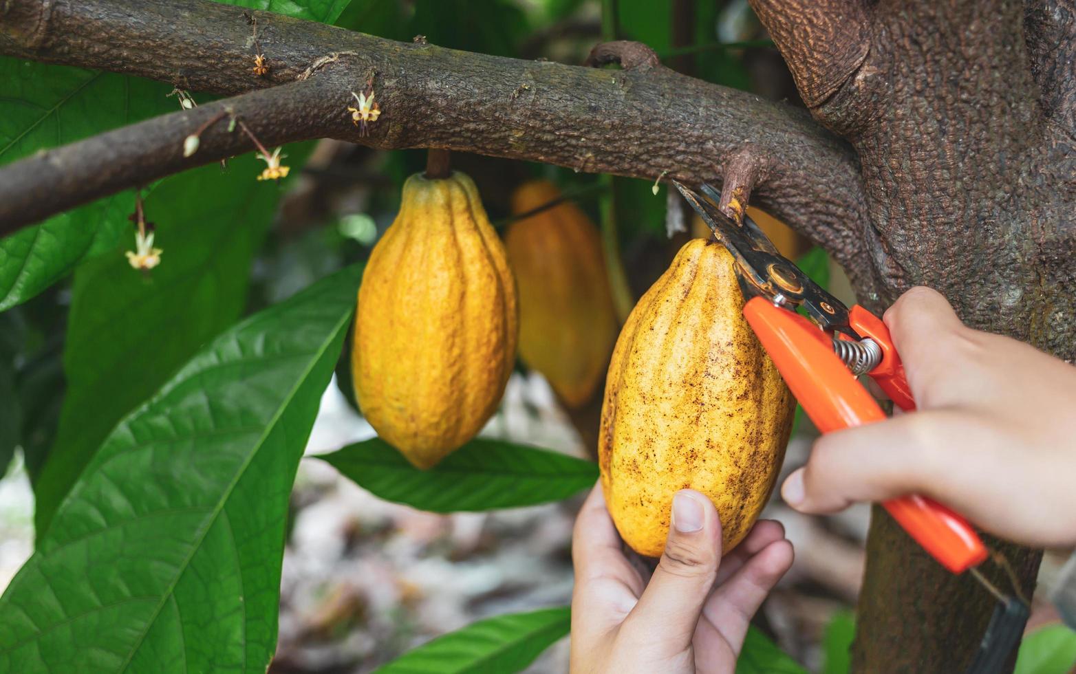 mãos de close-up de um agricultor de cacau usam tesouras de poda para cortar as vagens de cacau ou frutos de cacau amarelo maduro da árvore de cacau. colheita que o negócio de cacau agrícola produz. foto