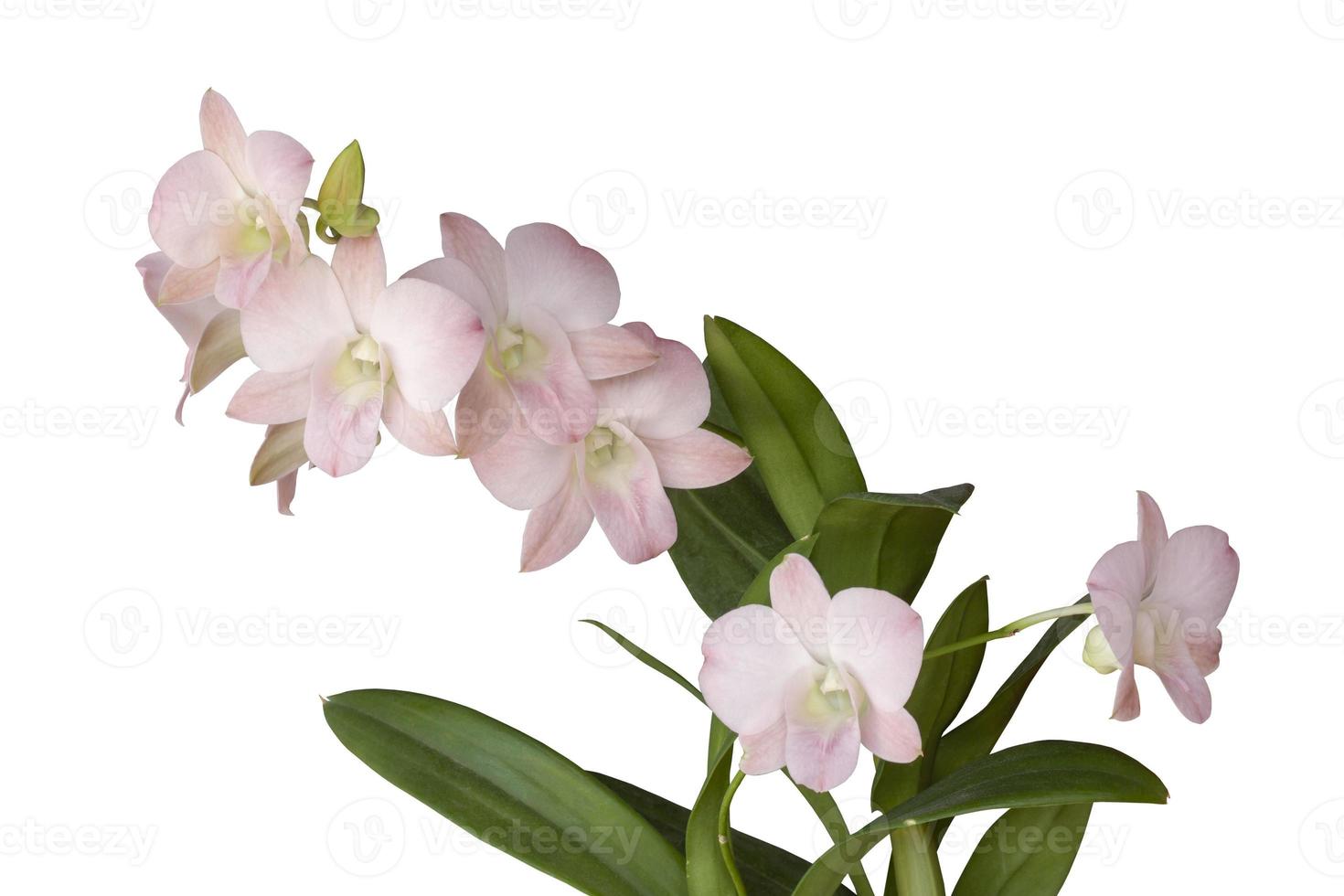 buquê rosa de flor de orquídea isolado no fundo branco incluído traçado de recorte. foto