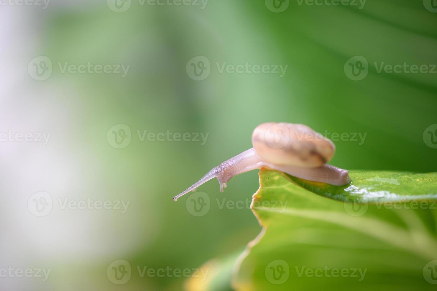 um pequeno caracol marrom se agarra a uma folha no jardim. foto