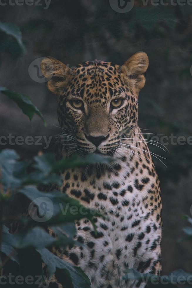 leopardo do sri lankan entre as folhas das árvores, floresta escura foto