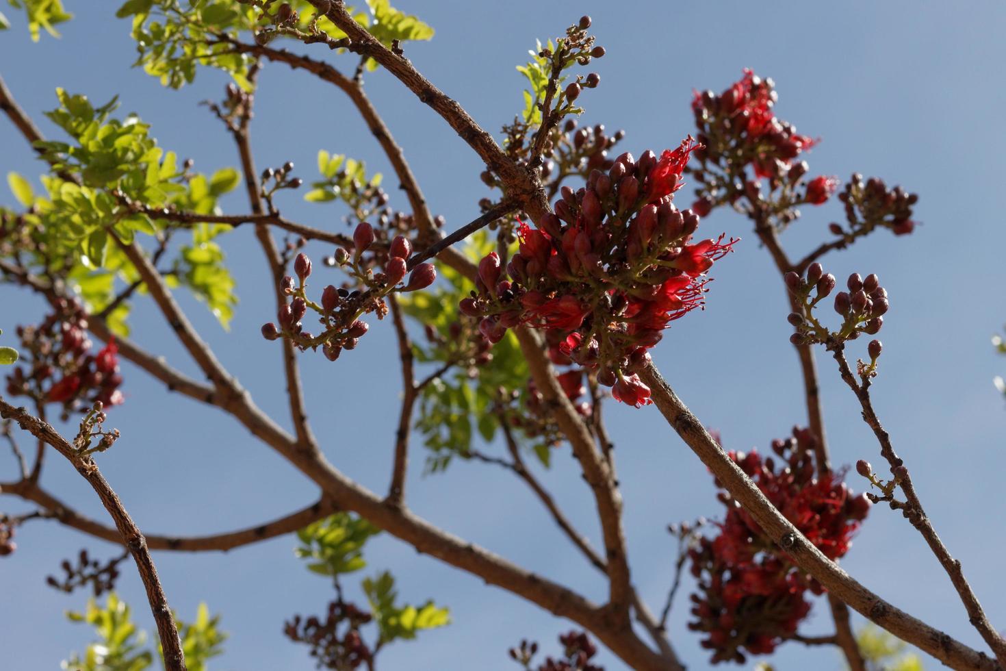 flores de boerbean chorando foto