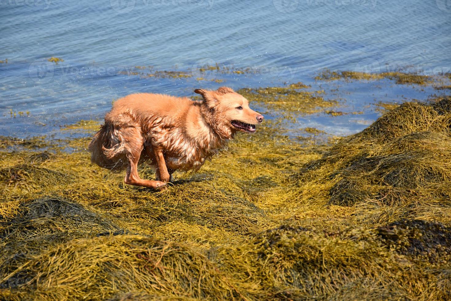 executando o retriever de pedágio do pato da nova Escócia em algas marinhas foto