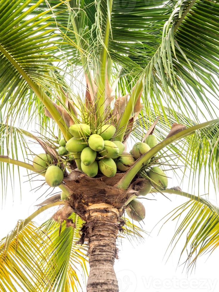 verde cacho de coco na palmeira. foto