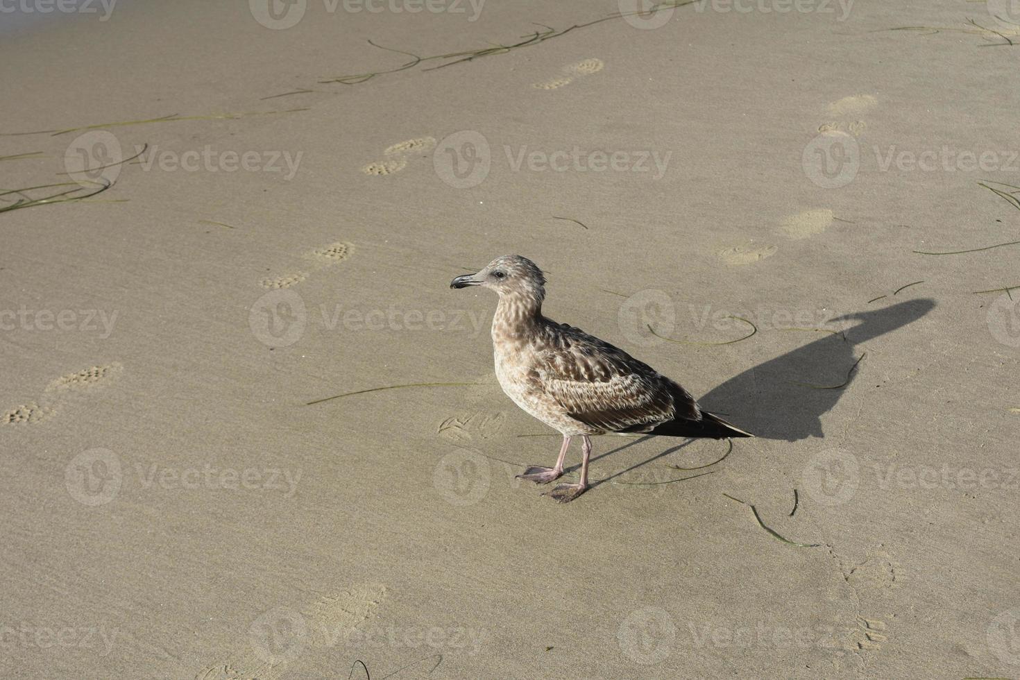 adorável gaivota tropical andando na costa arenosa foto