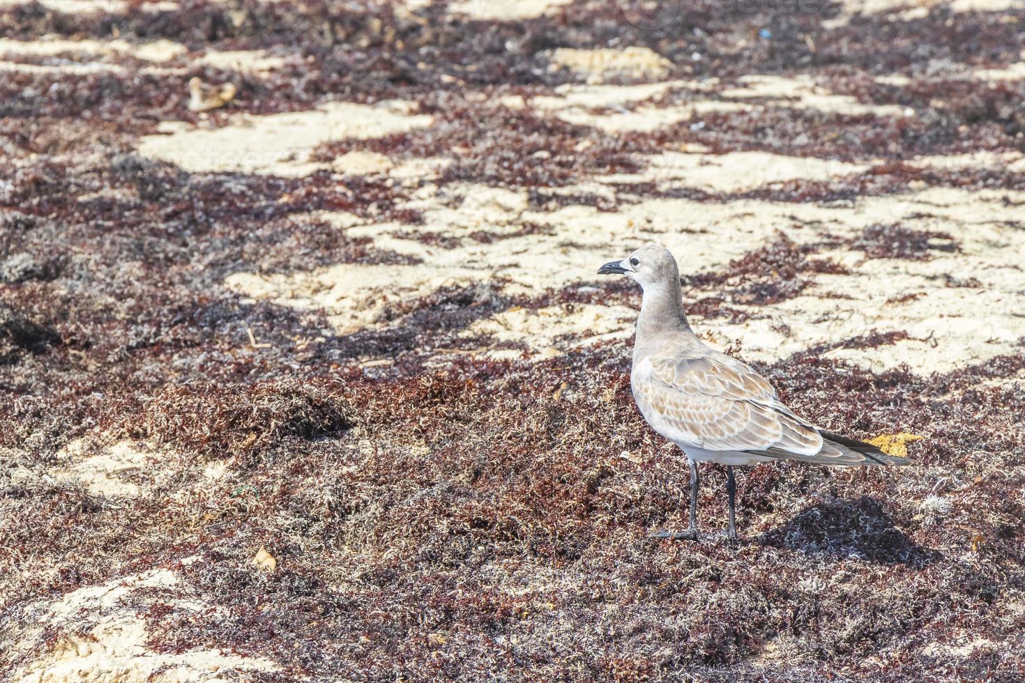 gaivota gaivotas andando na areia da praia playa del carmen méxico. foto