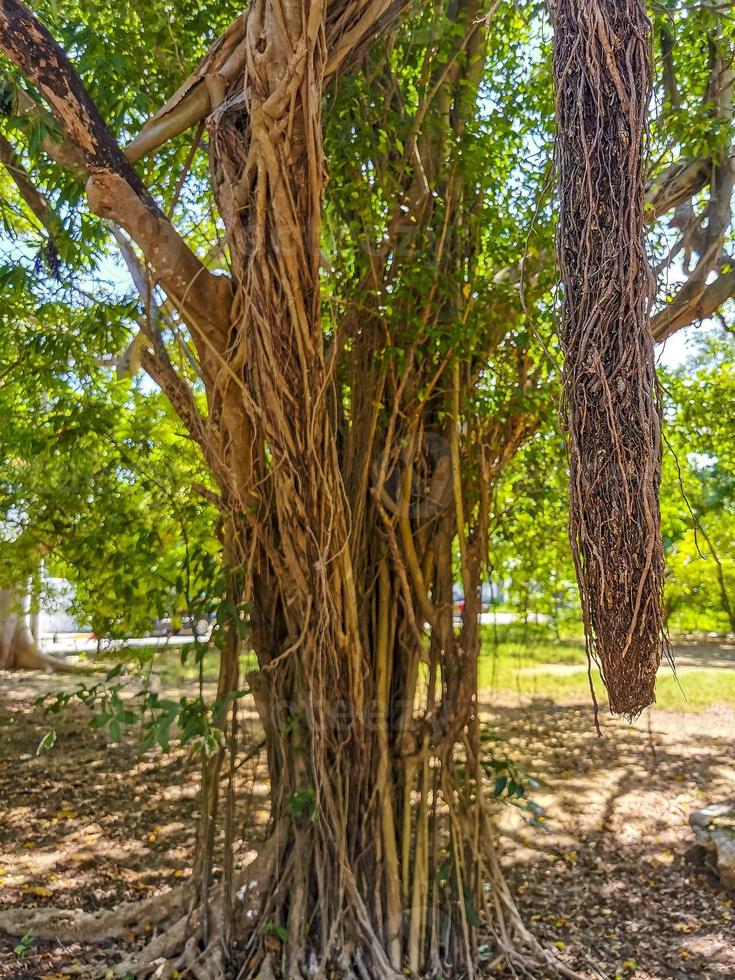 enorme linda ficus maxima figueira playa del carmen méxico. foto