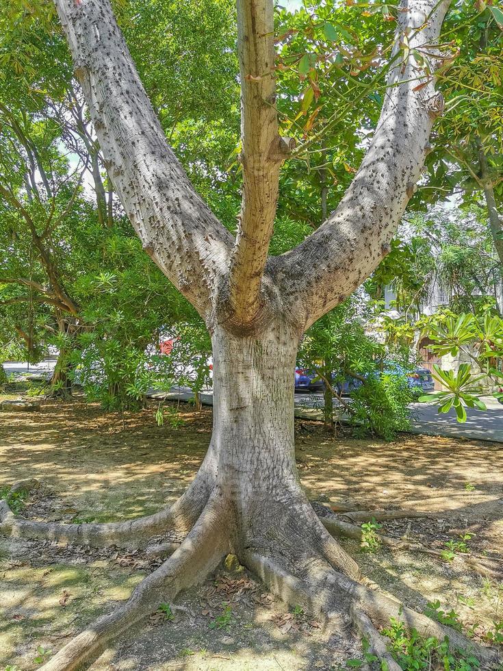 enorme bela sumaúma árvore ceiba com picos no méxico. foto
