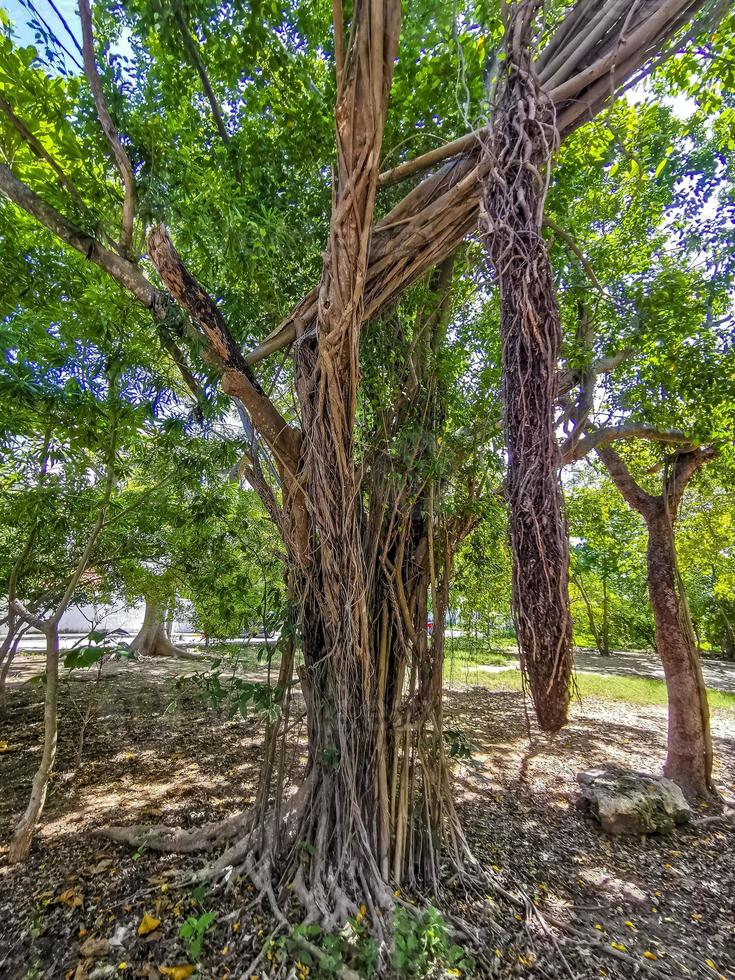 enorme linda ficus maxima figueira playa del carmen méxico. foto