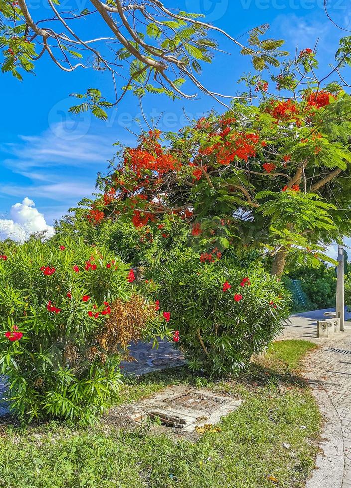 típicas pinturas de parede de paisagem urbana de rua de pedestres playa del carmen méxico. foto