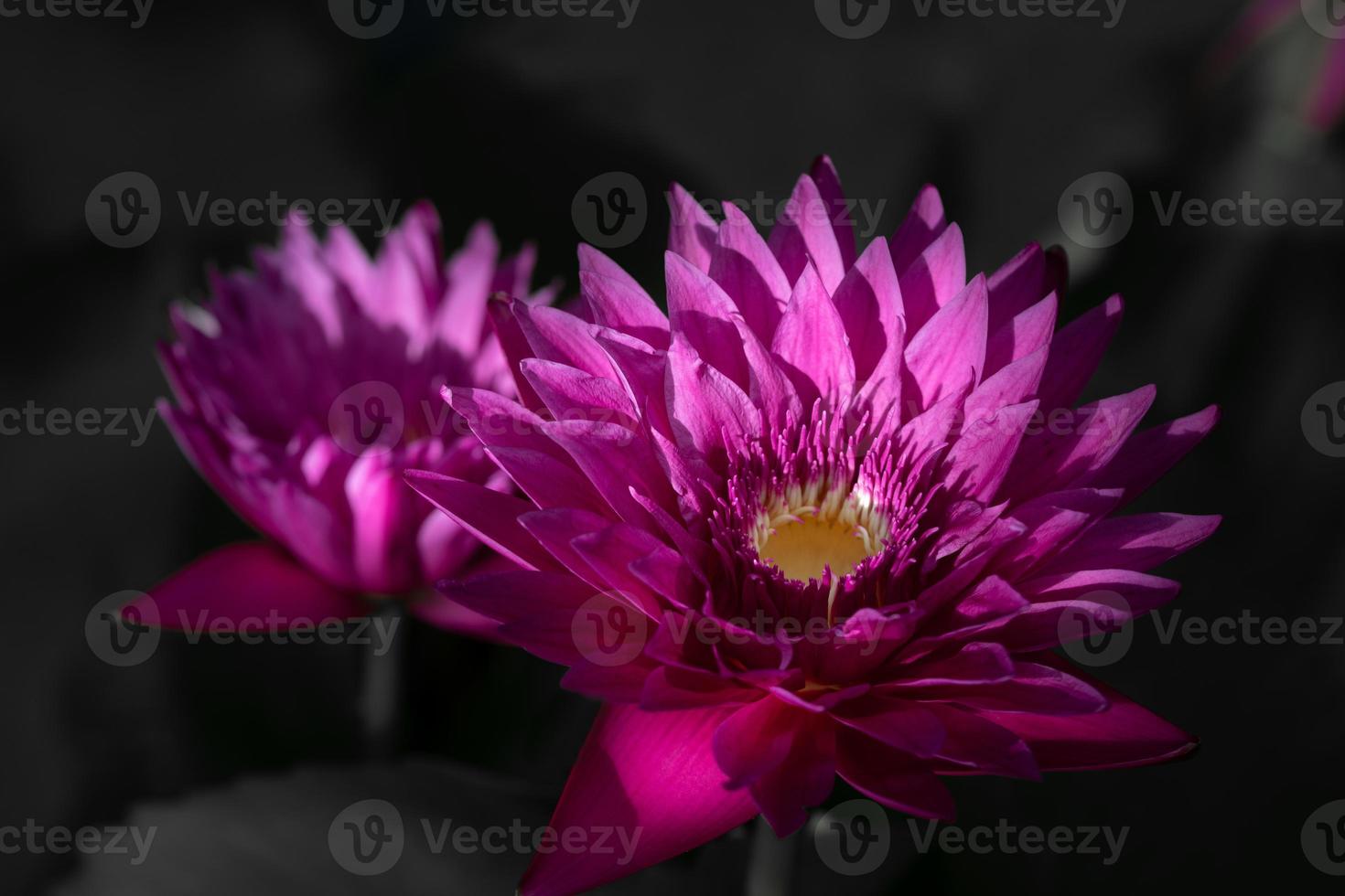 dois nenúfares rosa florescem na lagoa. o fundo é cinza. foto