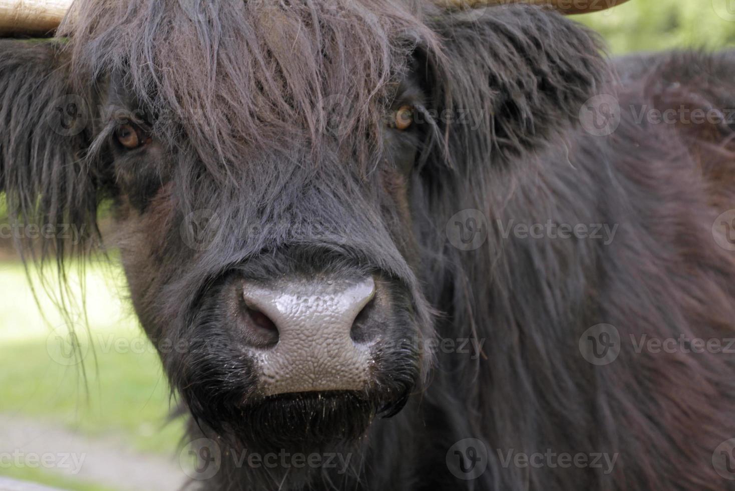 close-up de um gado das terras altas foto