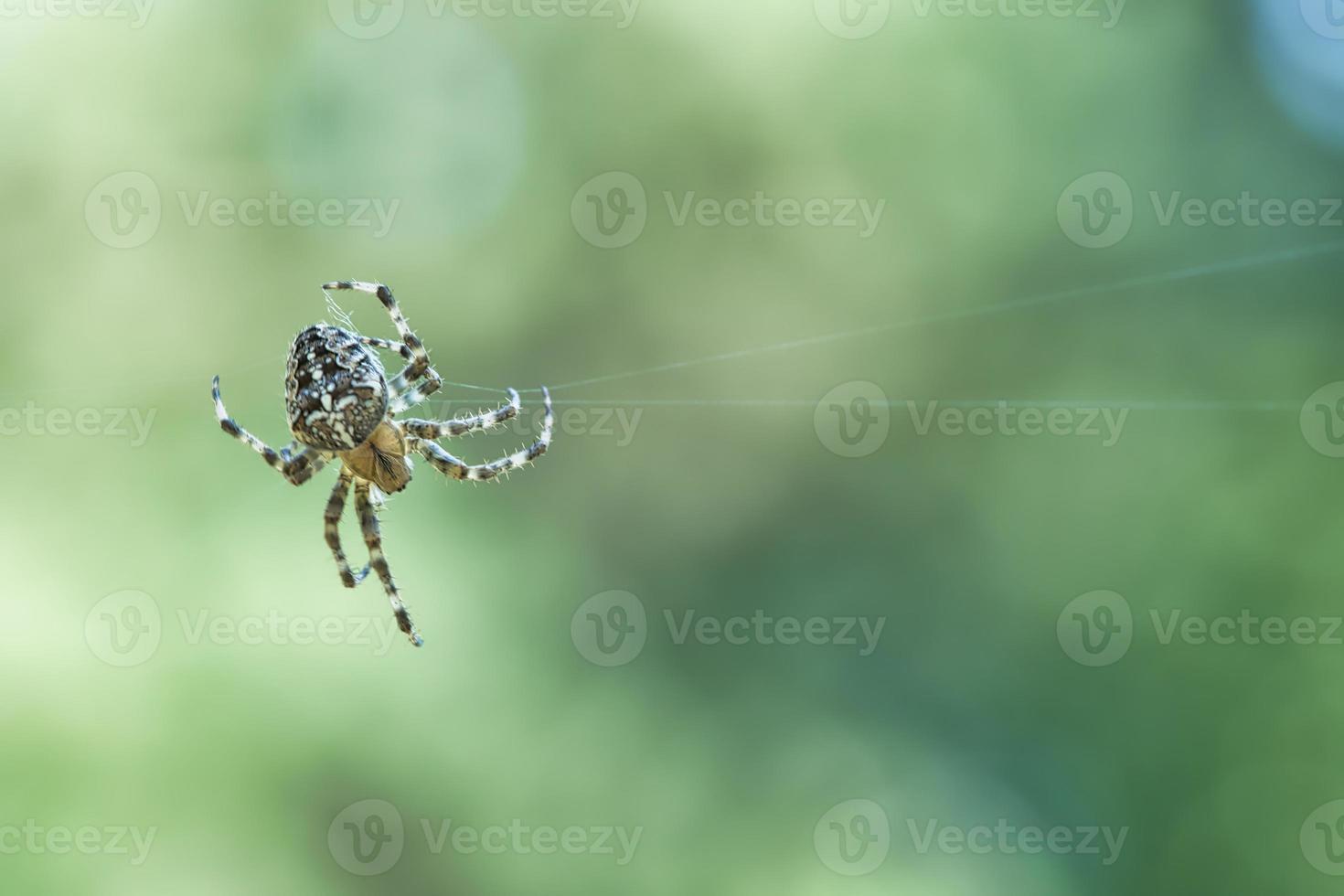 aranha cruzada rastejando em um fio de aranha. susto do dia das bruxas. fundo desfocado. foto