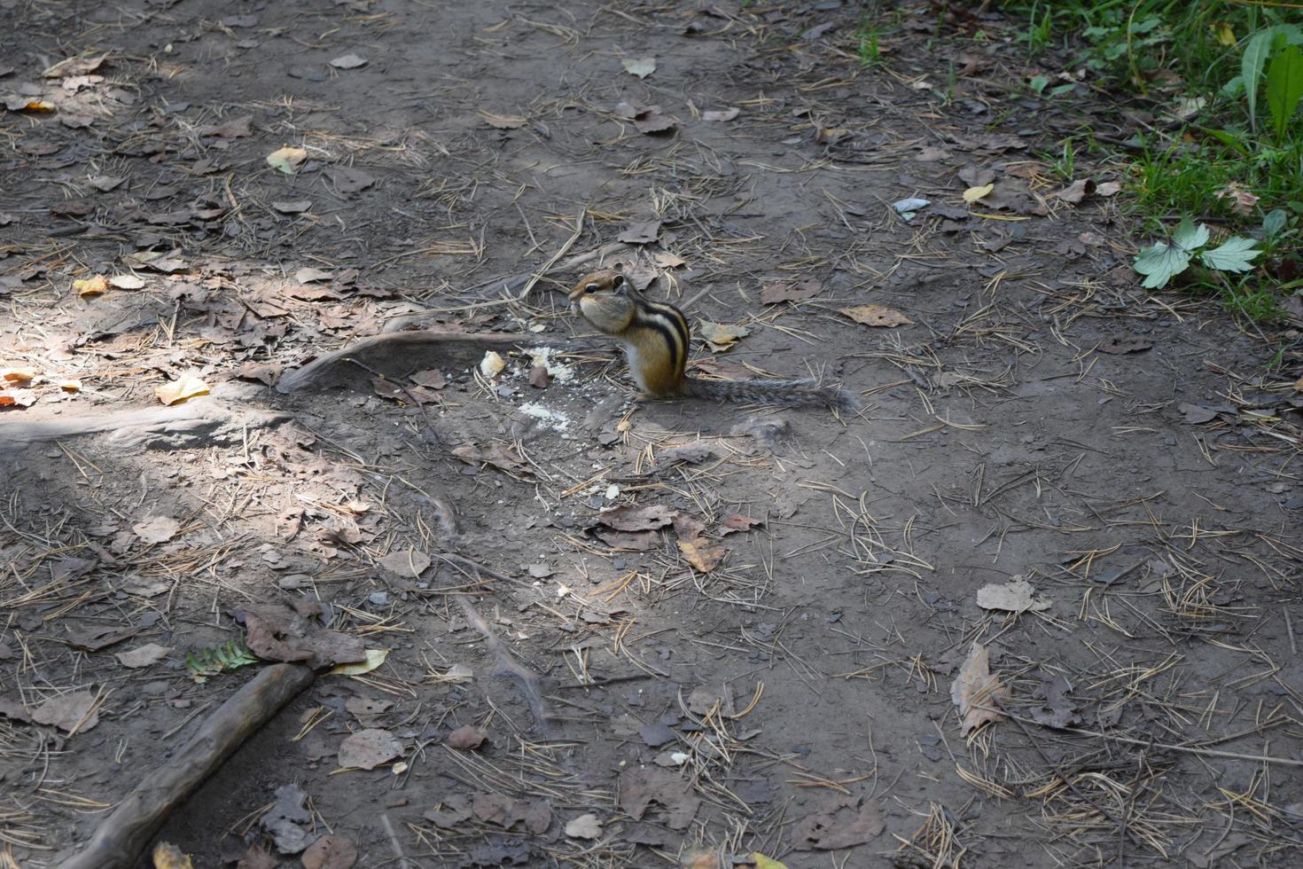 um pequeno esquilo selvagem na floresta foto