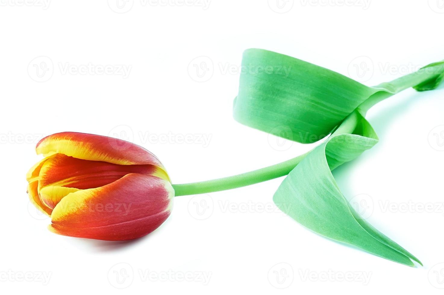 lindas flores de tulipa foto