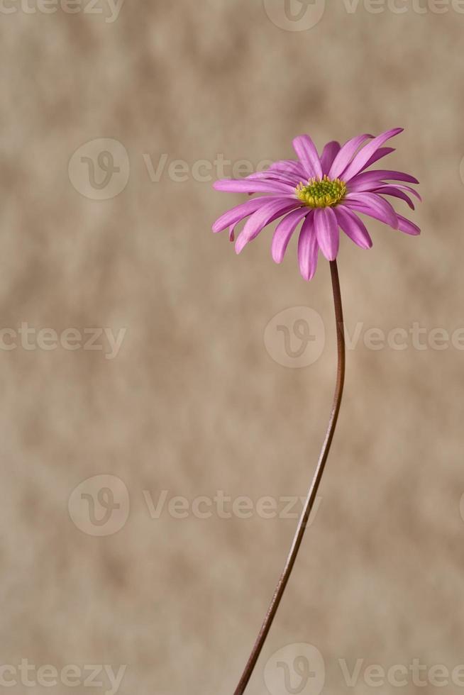 pequena flor rosa foto