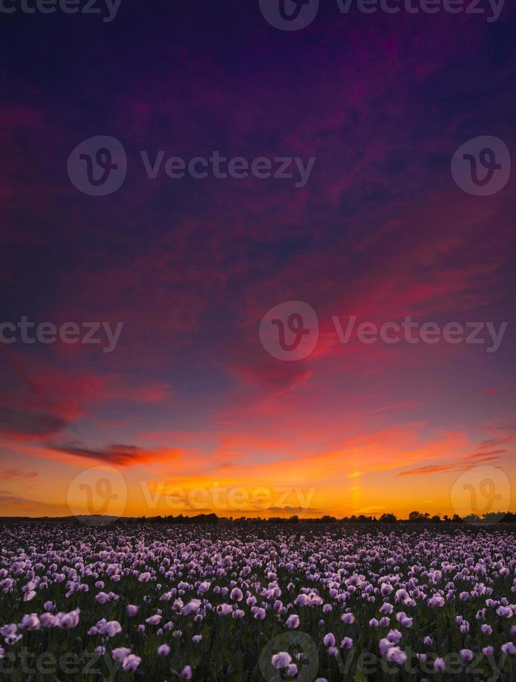 milhares de papoilas brancas sob o céu vermelho foto