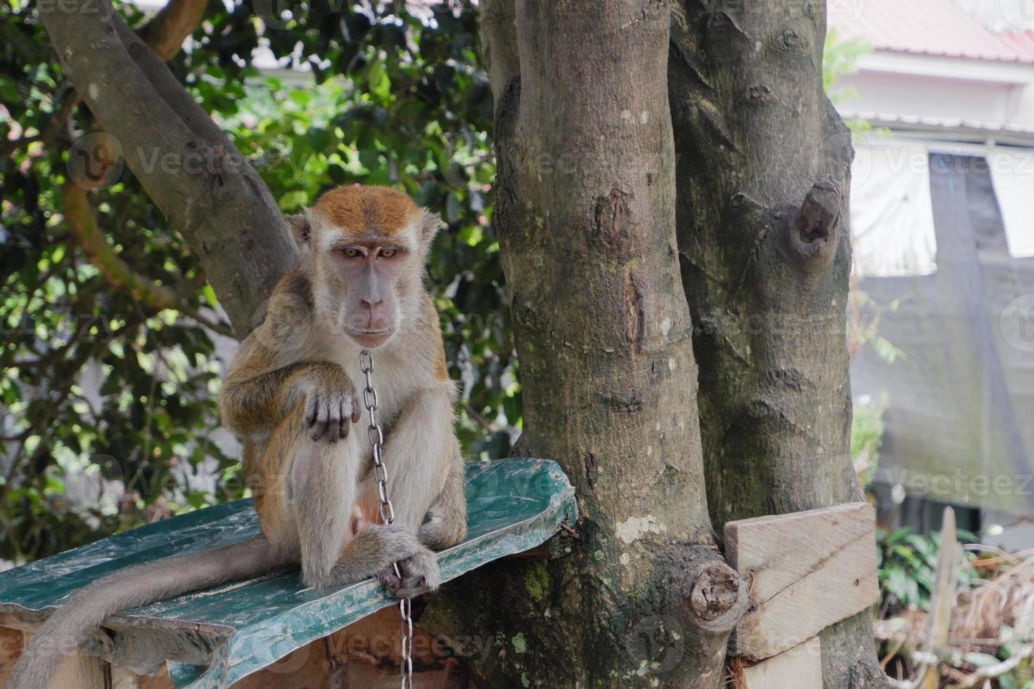 foco seletivo em um macaco de cauda longa amarrado com uma corrente de ferro no pescoço, um animal selvagem que é mantido como animal de estimação de um residente foto