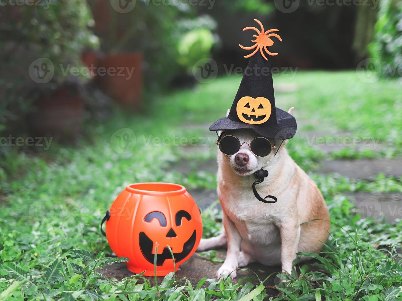 cão chihuahua de cabelo curto usando óculos escuros e chapéu de bruxa de halloween decorado com cara de abóbora e aranha, sentado na telha de cimento no jardim com cesta de abóbora de halloween de plástico. foto