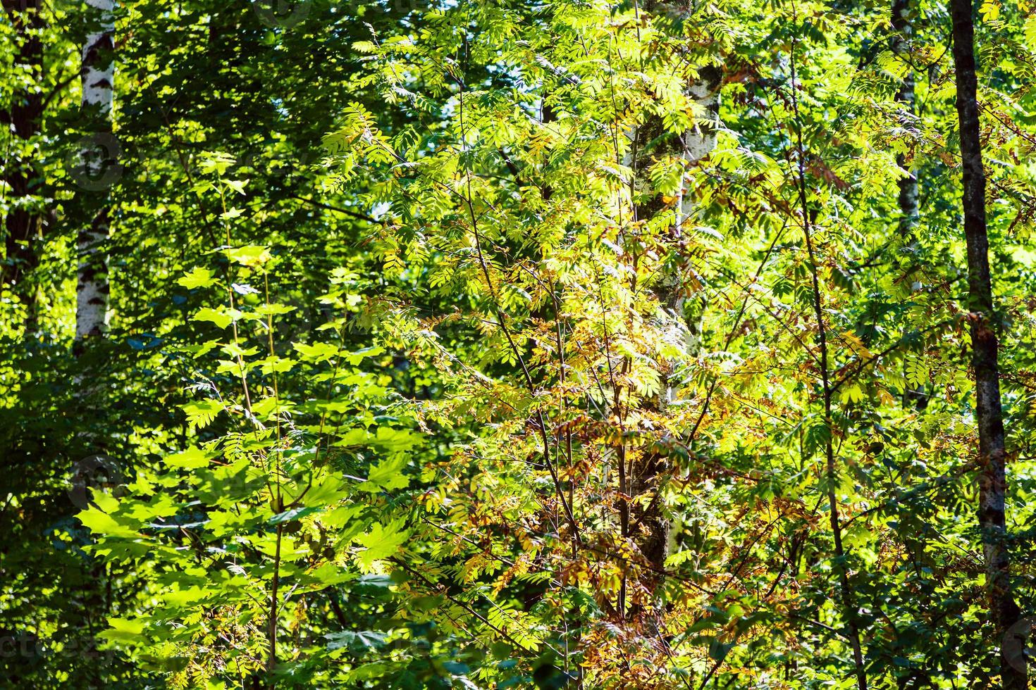 folhas amarelas de rowan na floresta verde foto