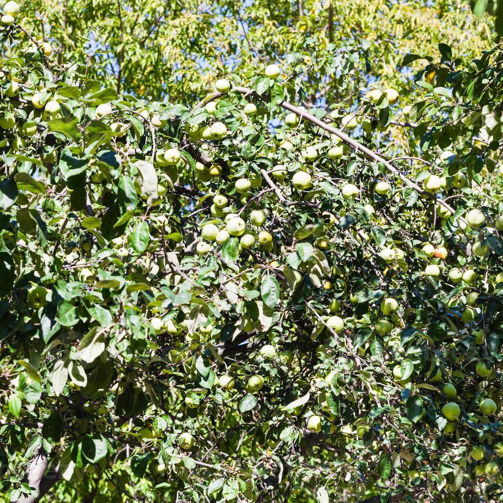 macieira com frutos maduros de maçã amarela no jardim foto