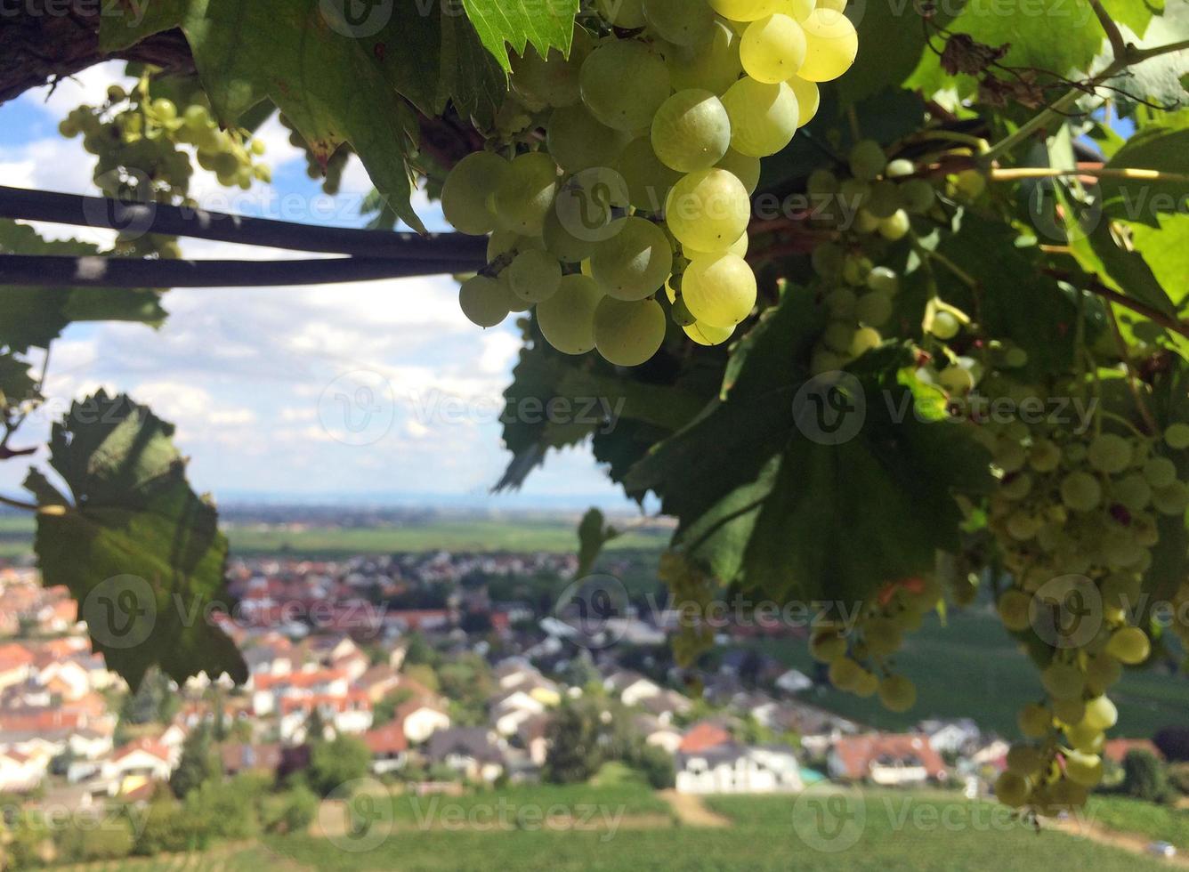 bela paisagem vinícola perto de neustadt an der weinstrasse na alemanha foto