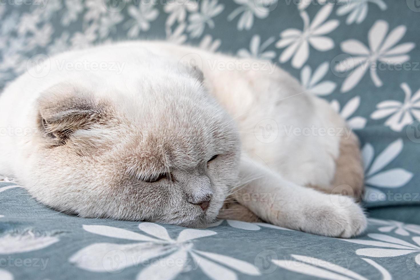 engraçado gato britânico branco doméstico de cabelos curtos dormindo em casa. gatinho descansando e relaxando no sofá azul. conceito de cuidados e animais de estimação. foto