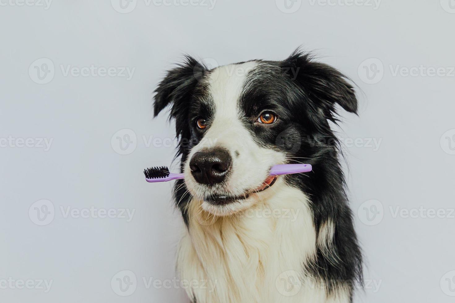 lindo cachorrinho engraçado inteligente border collie segurando a escova de dentes na boca isolada no fundo branco. higiene bucal de animais de estimação. medicina veterinária, bandeira de cuidados de saúde de dentes de cão. foto