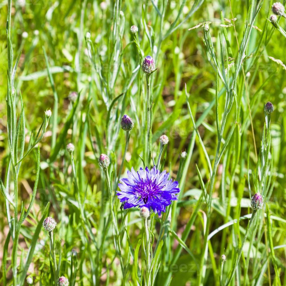 flor de centáurea azul no prado verde na bretanha foto