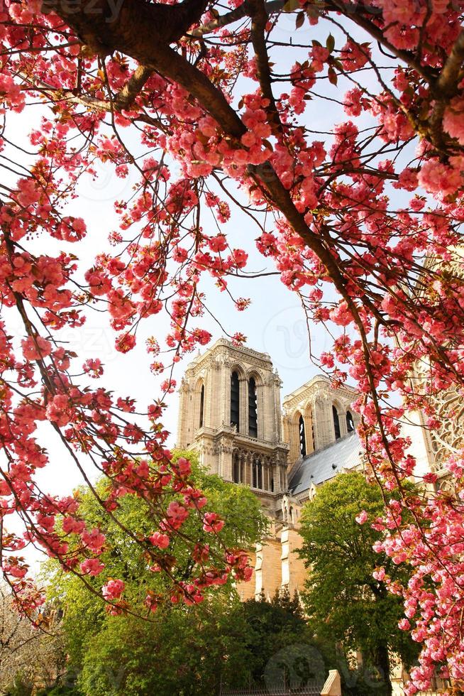 paris, catedral de notre dame com árvore florescida na frança foto