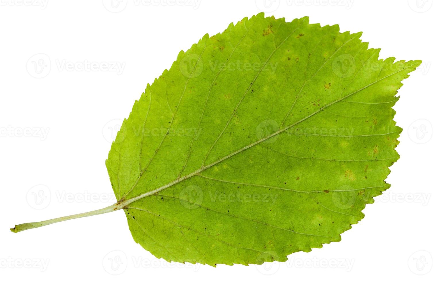 verso da folha verde da árvore de bordo com folhas de freixo foto