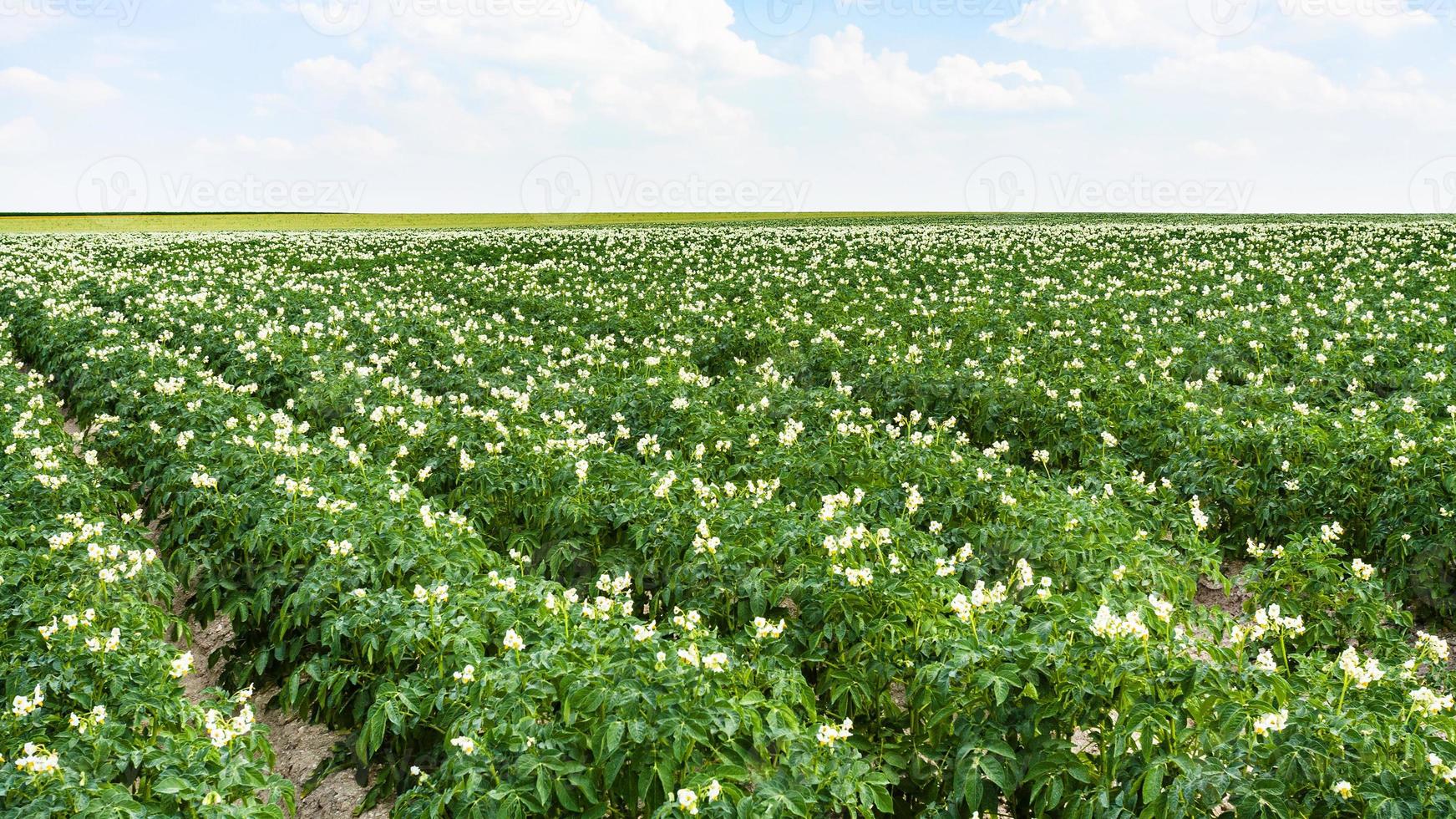 planta de batata em canteiros em campo na frança foto