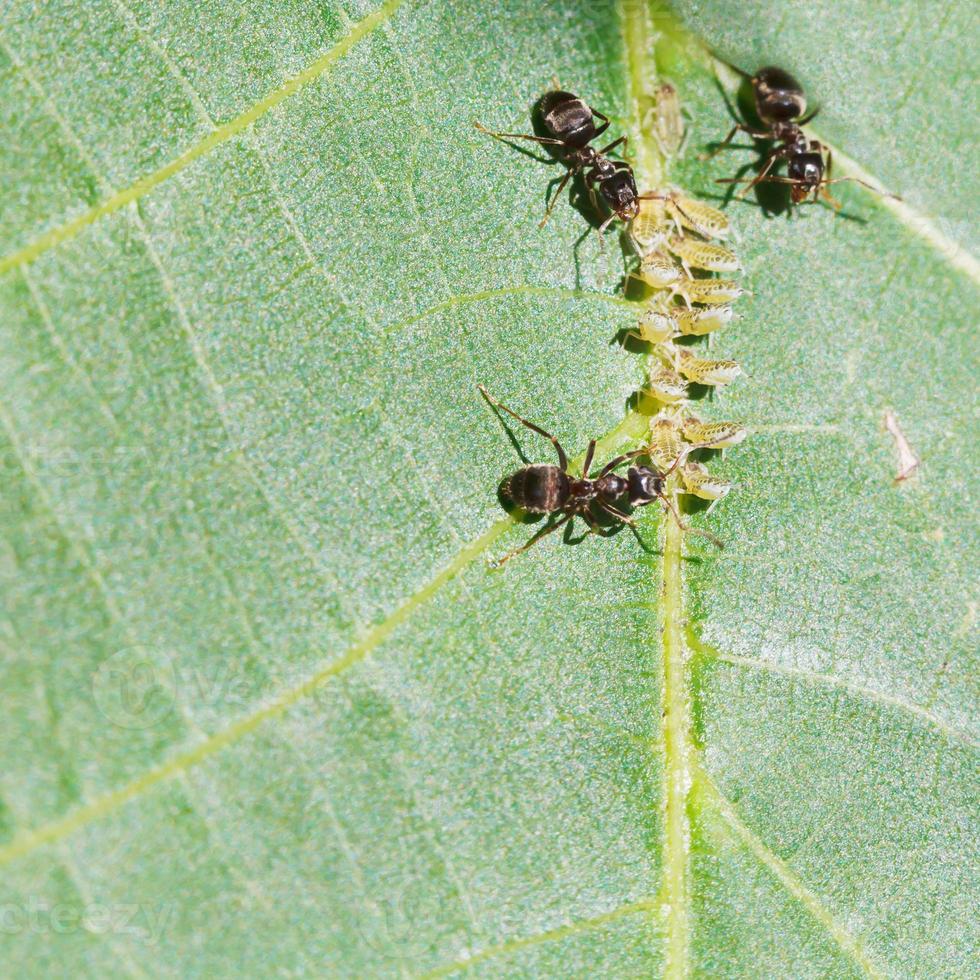 três formigas cuidando do grupo de pulgões na folha foto